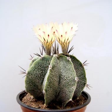 Astrophytum ornatum